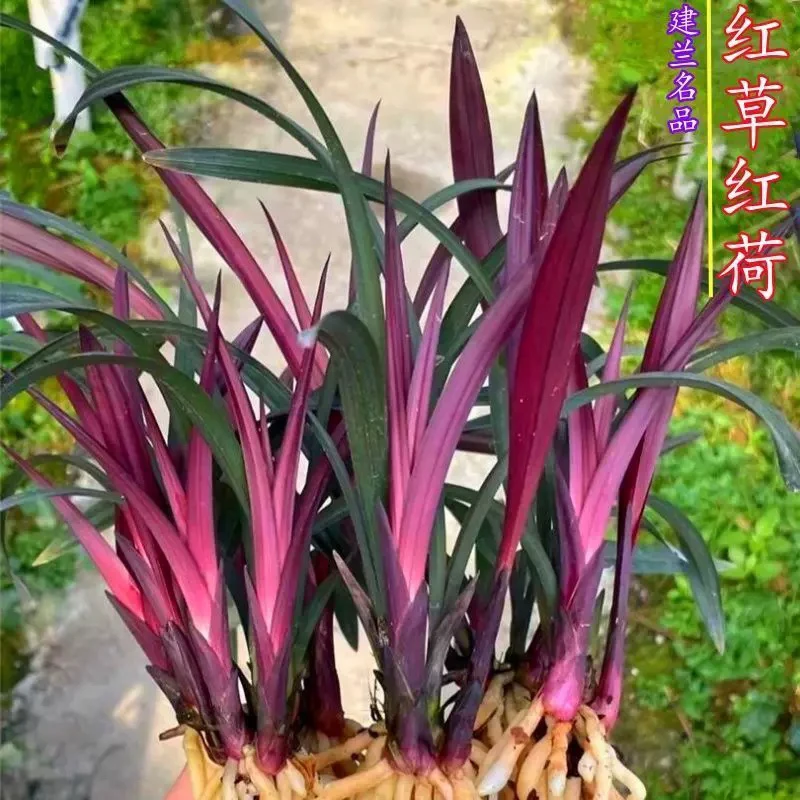 香兰花建兰红草红荷荷瓣红花苗室内室外绿植花卉盆栽