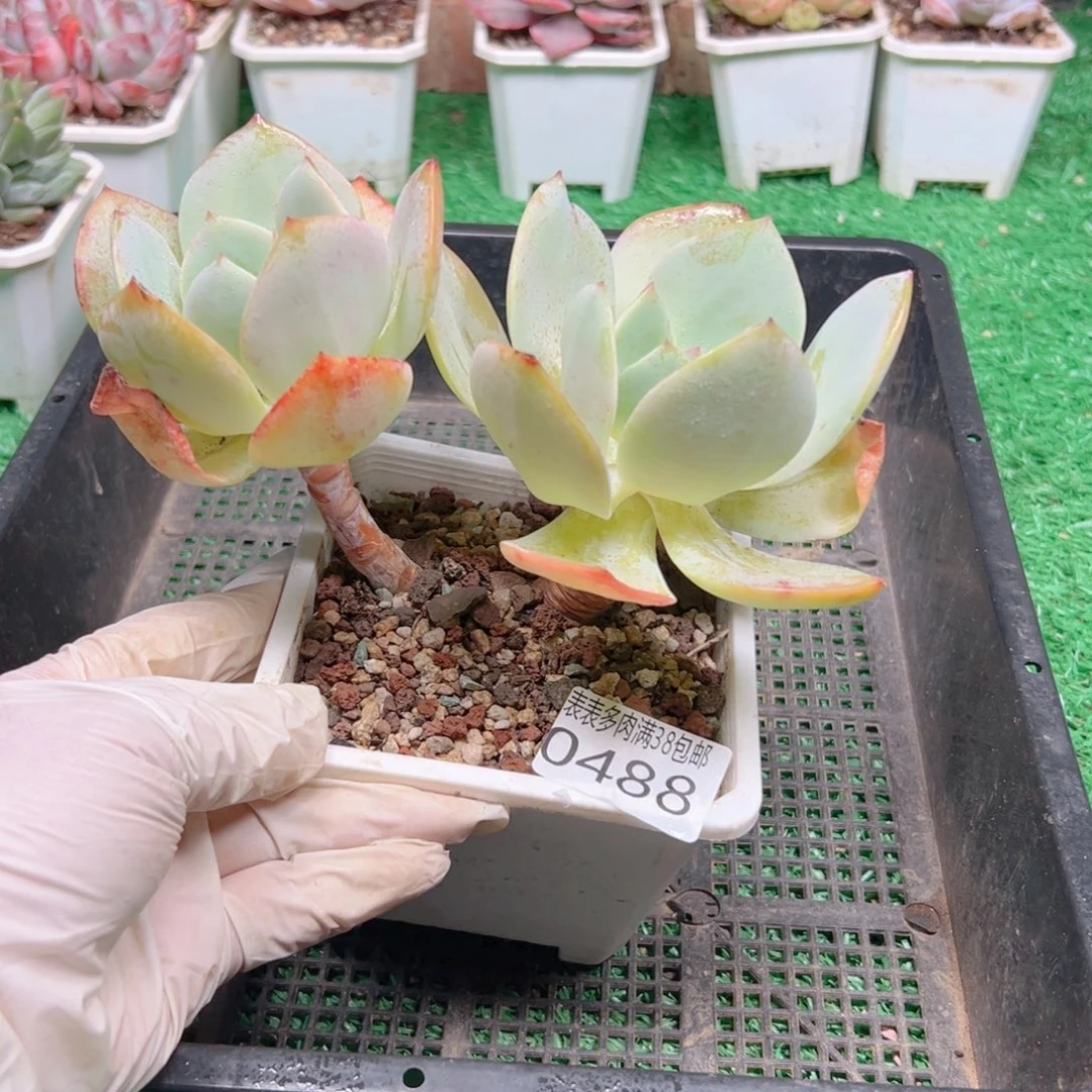 无花朵多肉一物一拍植物0488