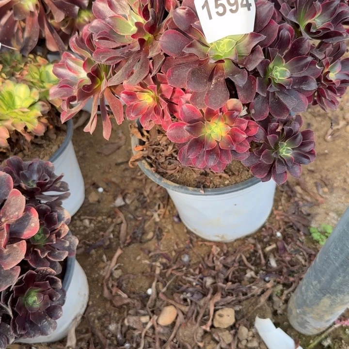 1594金丝清棚处理不包断枝