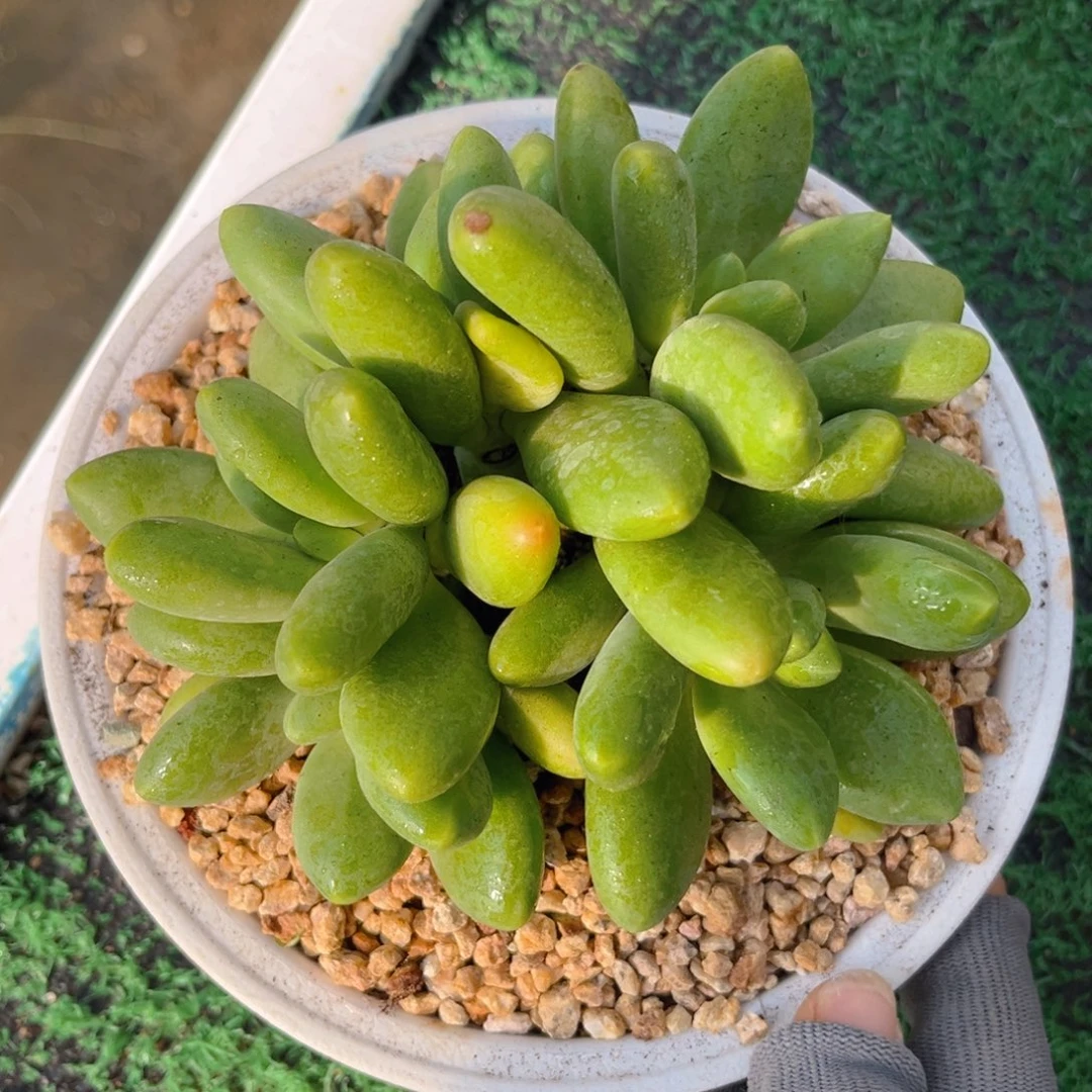 芒果奶888888888888