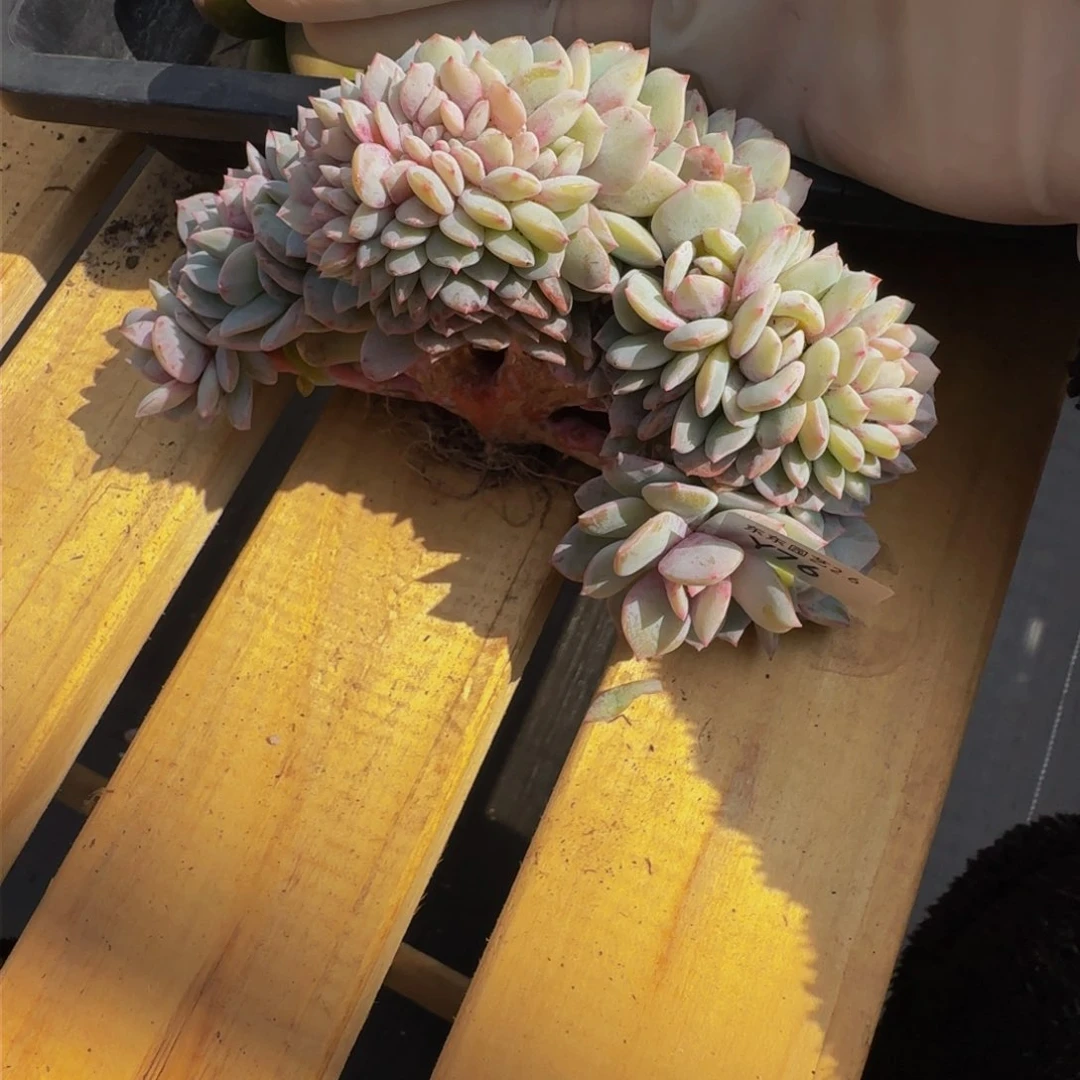 y y y y y y y y y 76