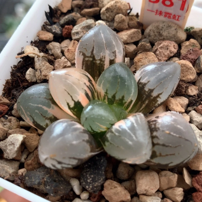 【闪购商品】381糯玉露