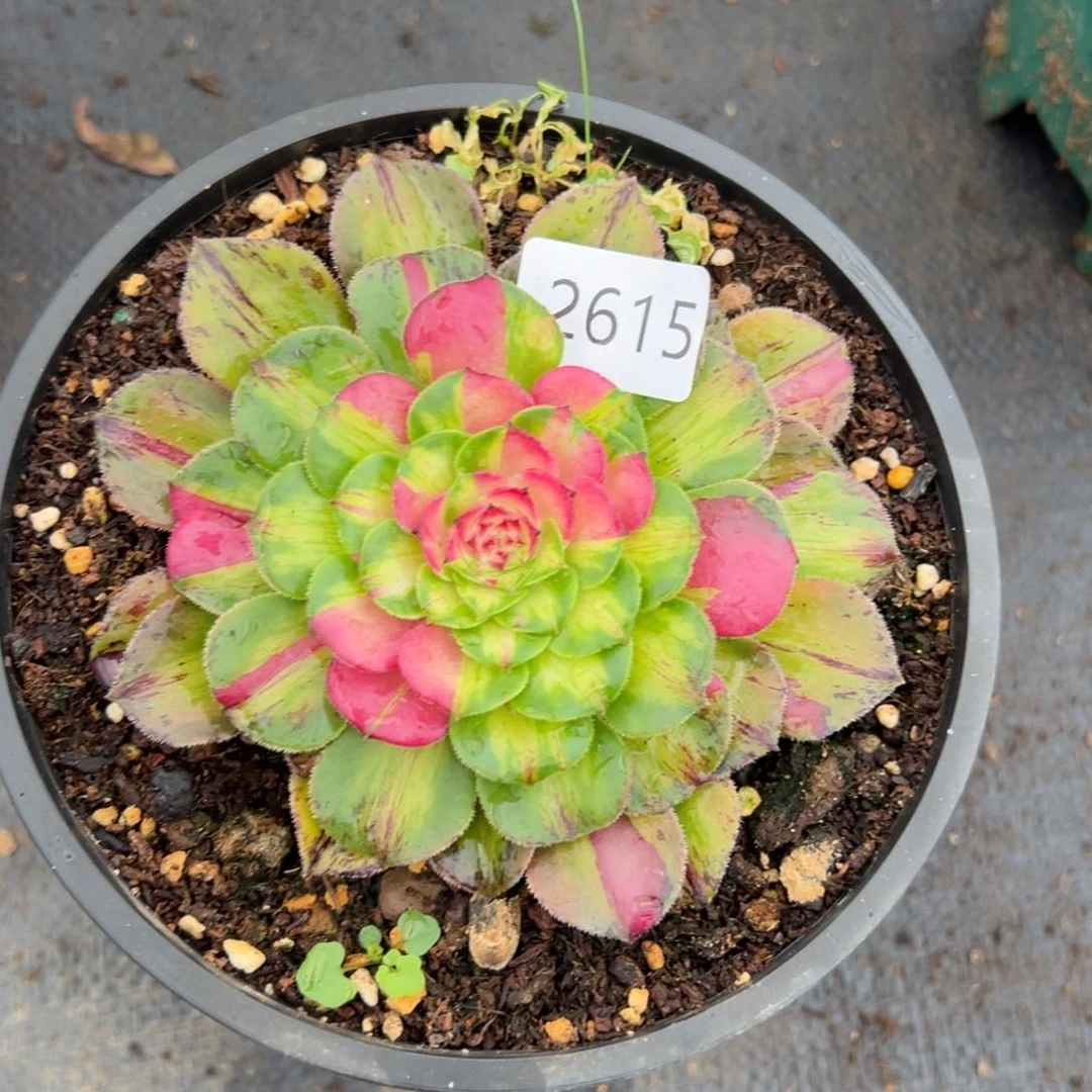 羽*2615知否多肉植物系