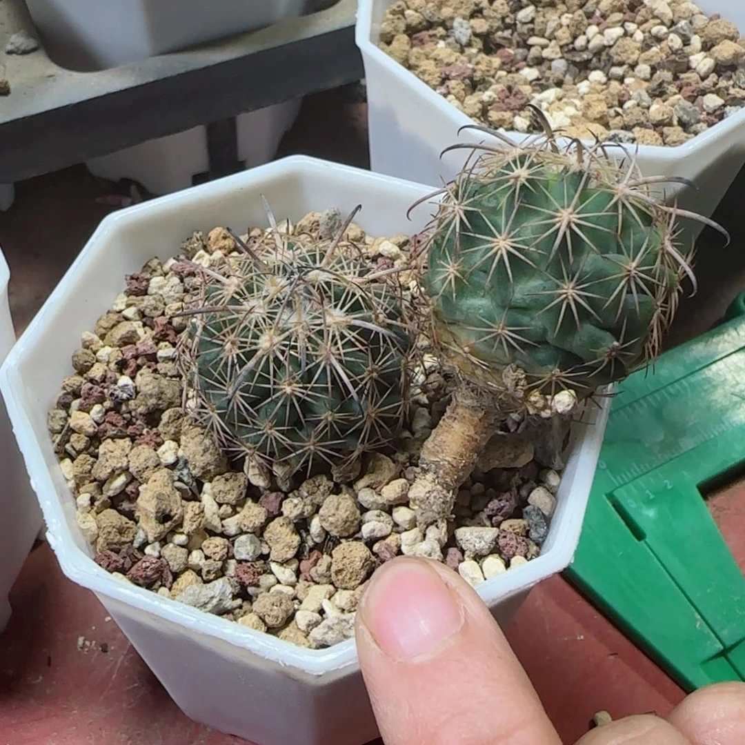 蝴****海95实生虎爪多肉