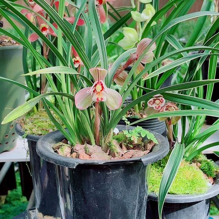 明***我完全开放一物一漂亮