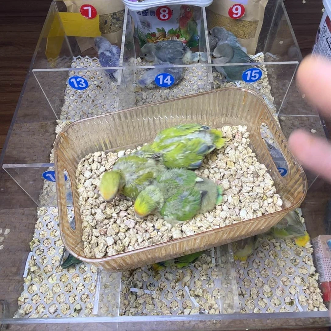 桃脸牡丹鹦鹉特价