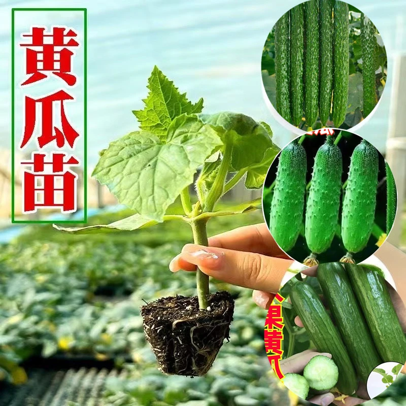 【黄瓜苗】密刺黄瓜苗水果黄瓜奶油黄瓜旱黄瓜秧苗带土壮苗好成活苗