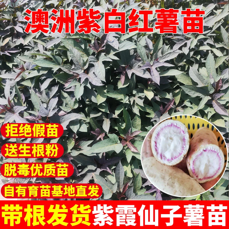 红薯秧苗澳洲紫白薯苗优选种苗种植栽种苗秧脱毒原种地瓜苗山芋秧