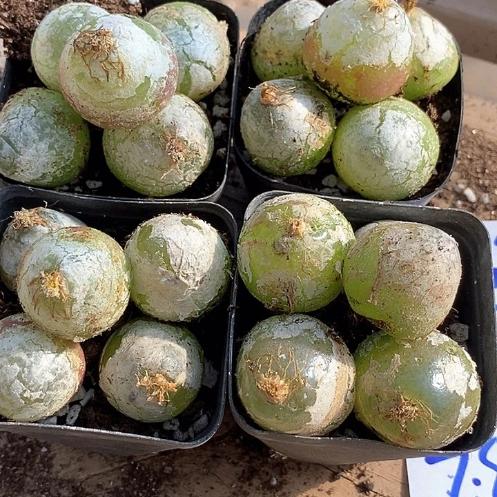 1545大灯泡母本一颗有伤