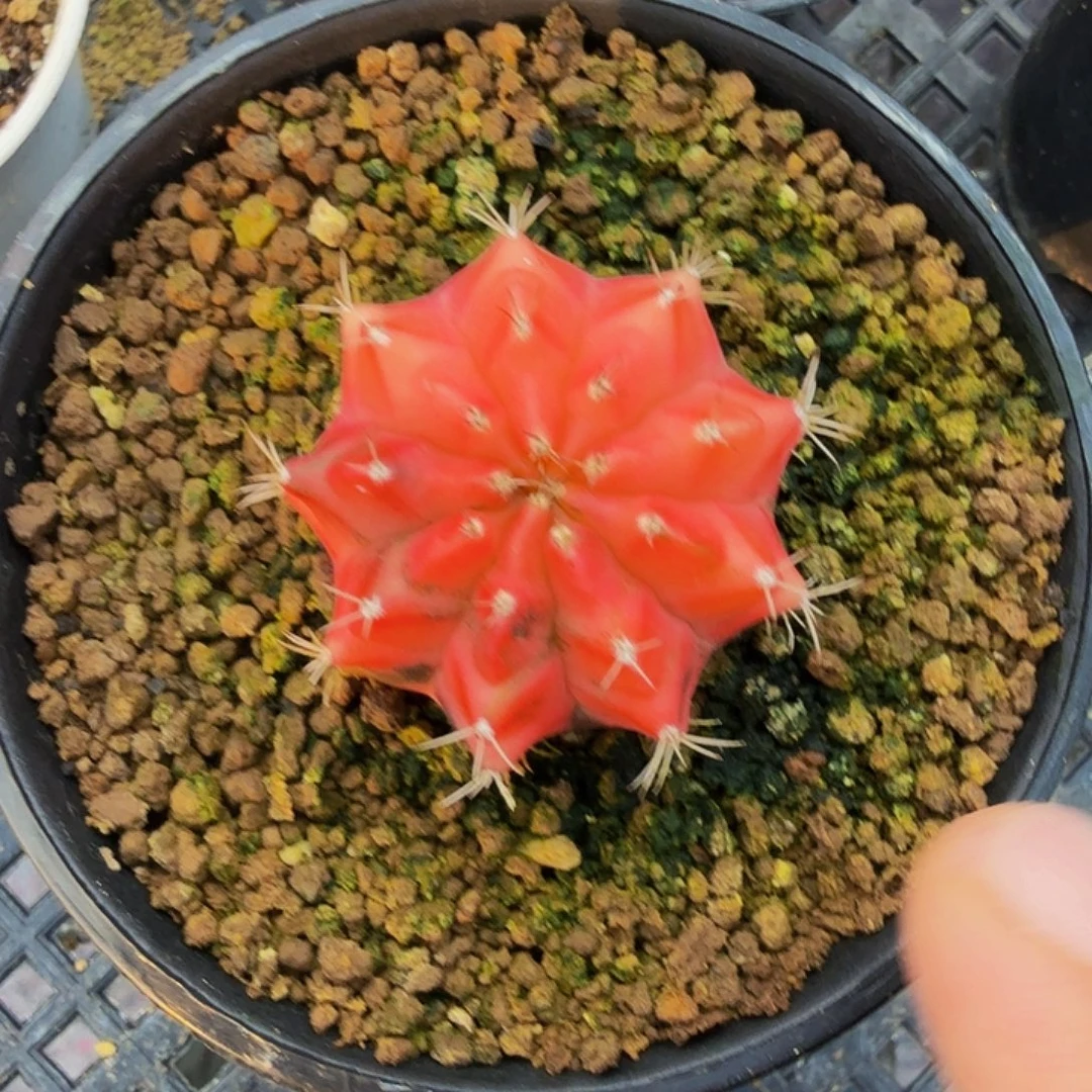 当前无花朵，栽培后可花朵