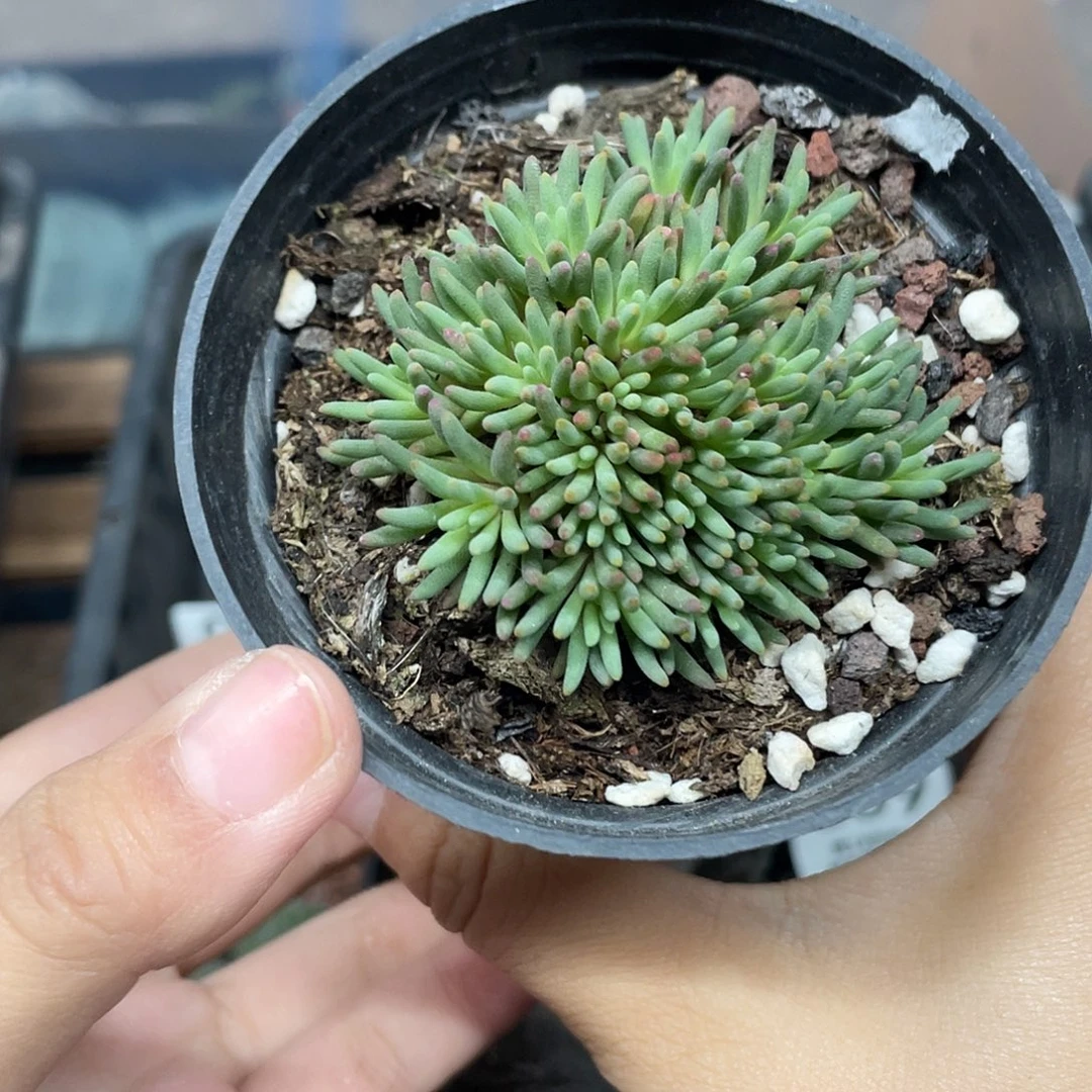 733晶珊瑚块根植物