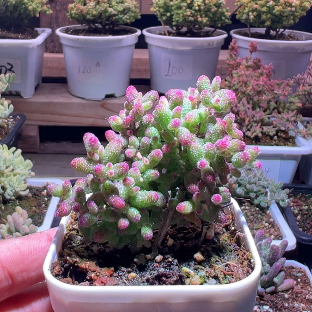 812花斑露一物一拍包开箱