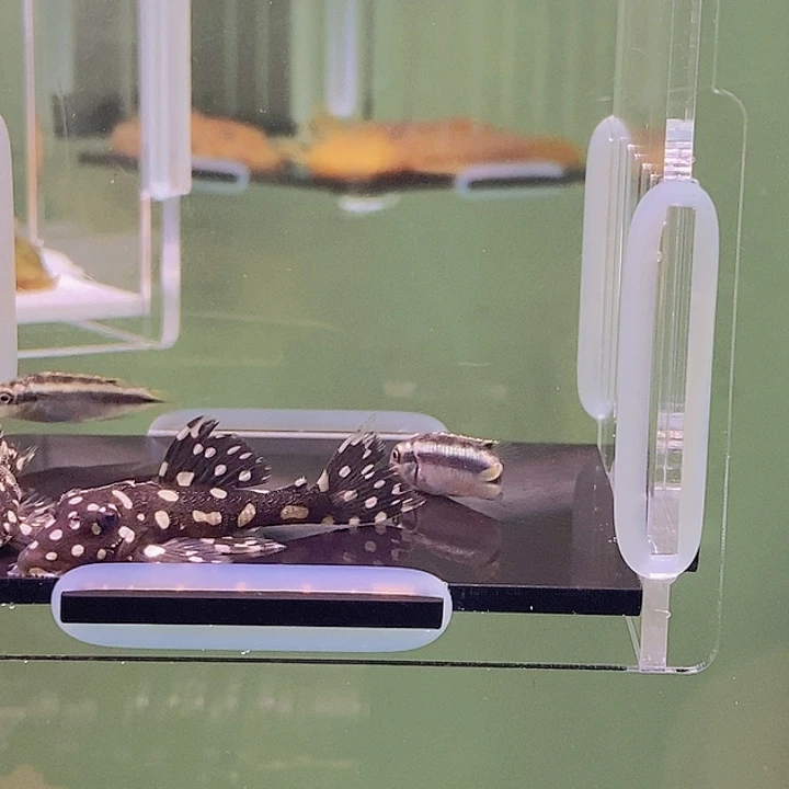 海水鱼龙钻坦克13号