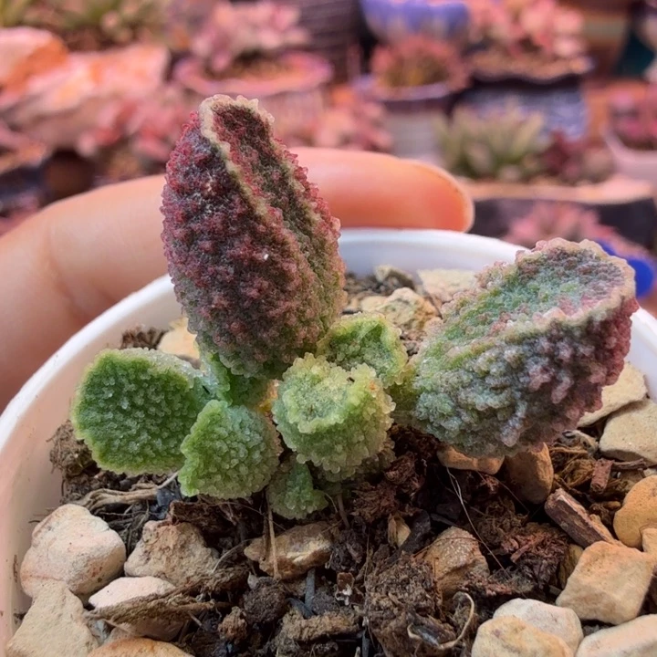 一物一拍。 感谢大家支持