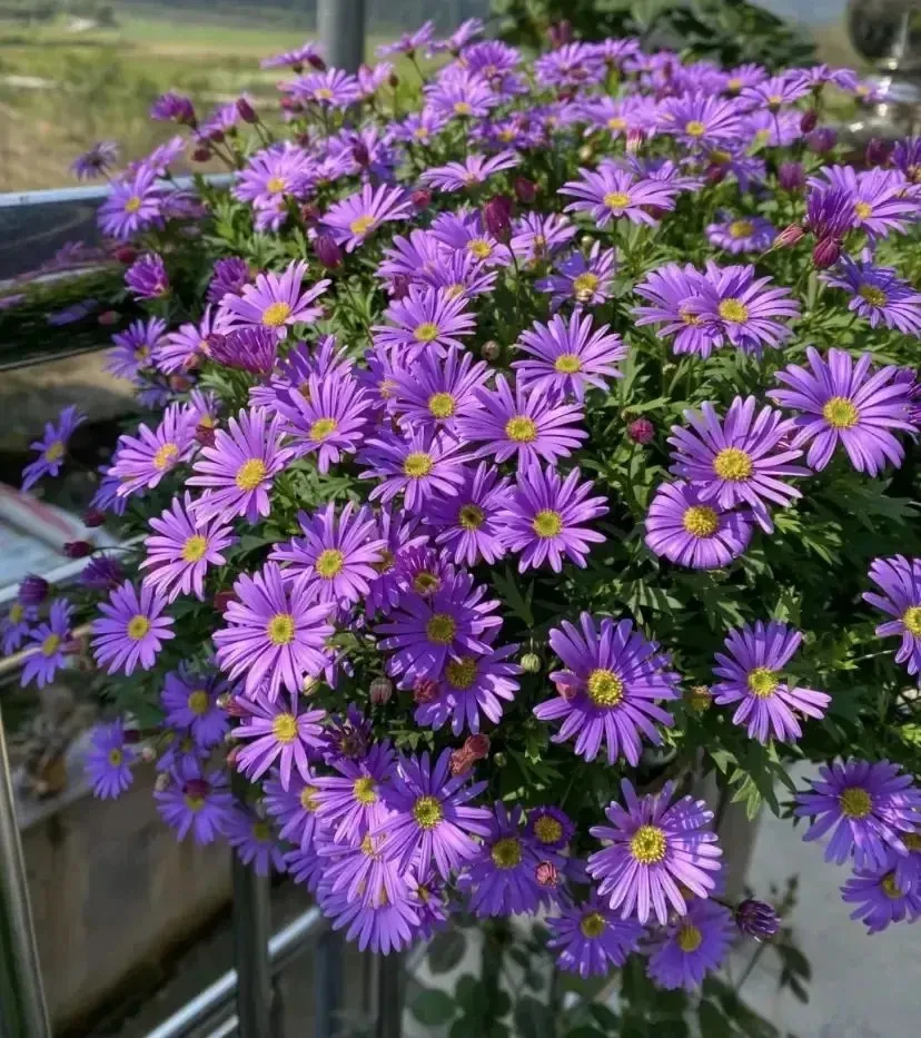 【爆款紫霞仙子】紫色姬小菊盆栽花卉鲜活ins风阳台四季开花植物