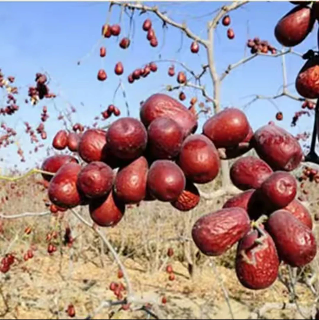 新疆和田大枣红枣免洗一级二级混装骏枣八成干