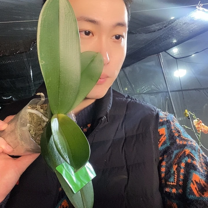 无花朵1400蝴蝶兰