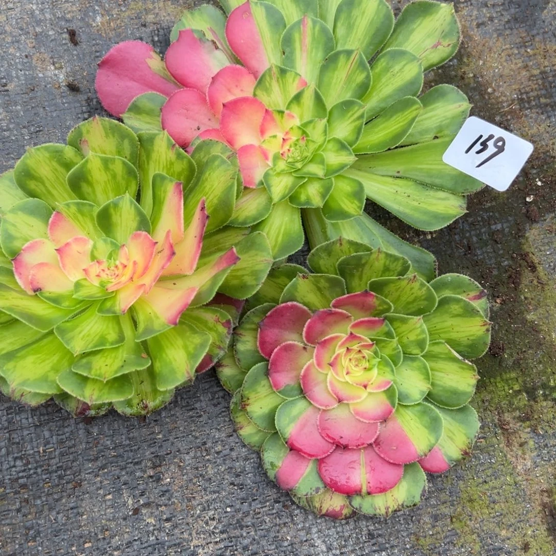 139三颗无根知否多肉