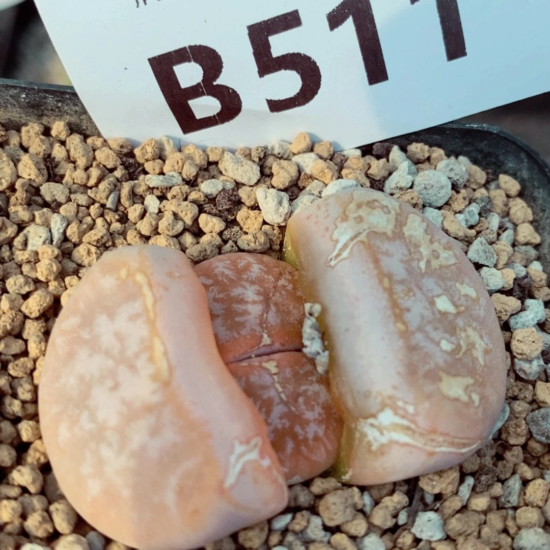 我是一只小小鸟地域鬼的511