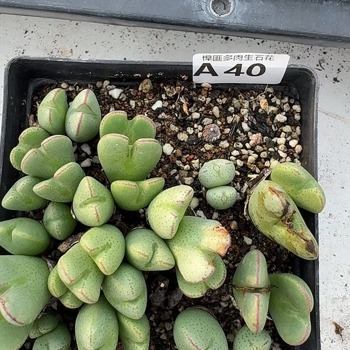 40多肉植物多肉植物