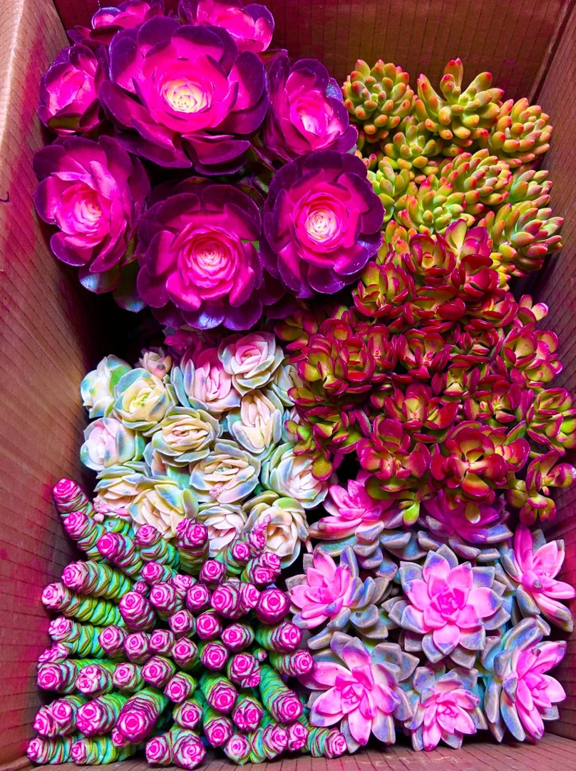 Y云南基地多肉植物清棚全部挑好的带盆带土发货新手好养！