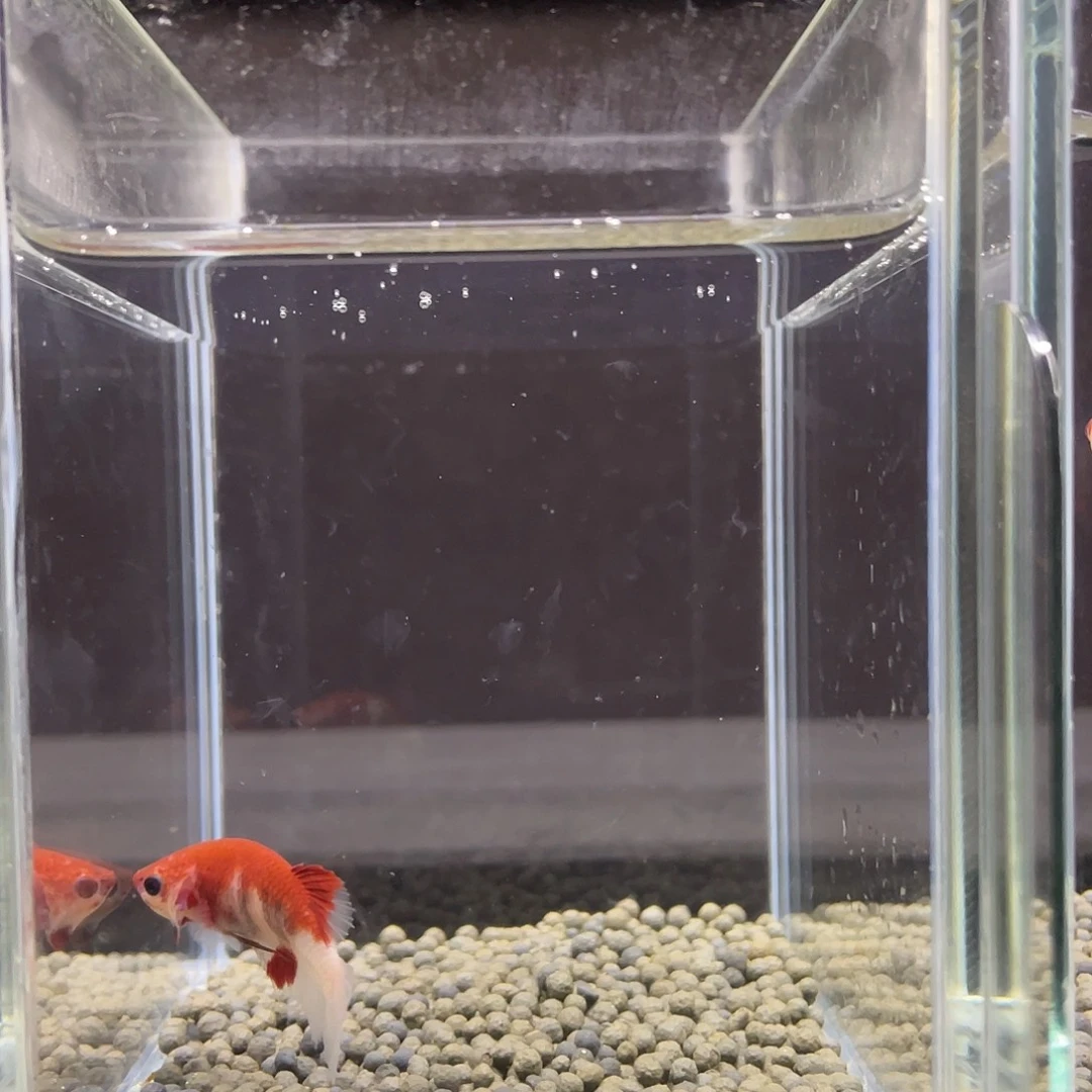 斗鱼5号aoc红肉母