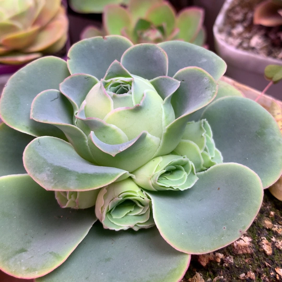 蝴*兰一物一拍加纳利换红蕴580