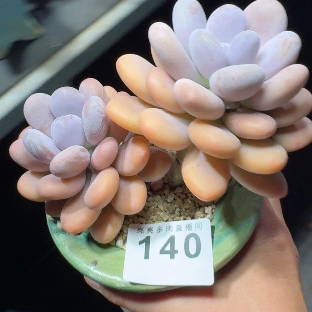 橙雪球          摇身一变高富帅，一夜暴富动作快