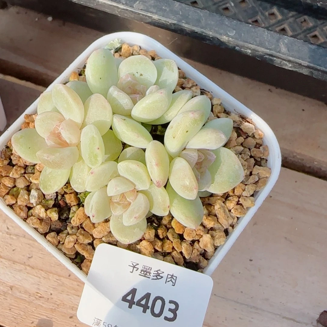 玉清风，4403多肉植物