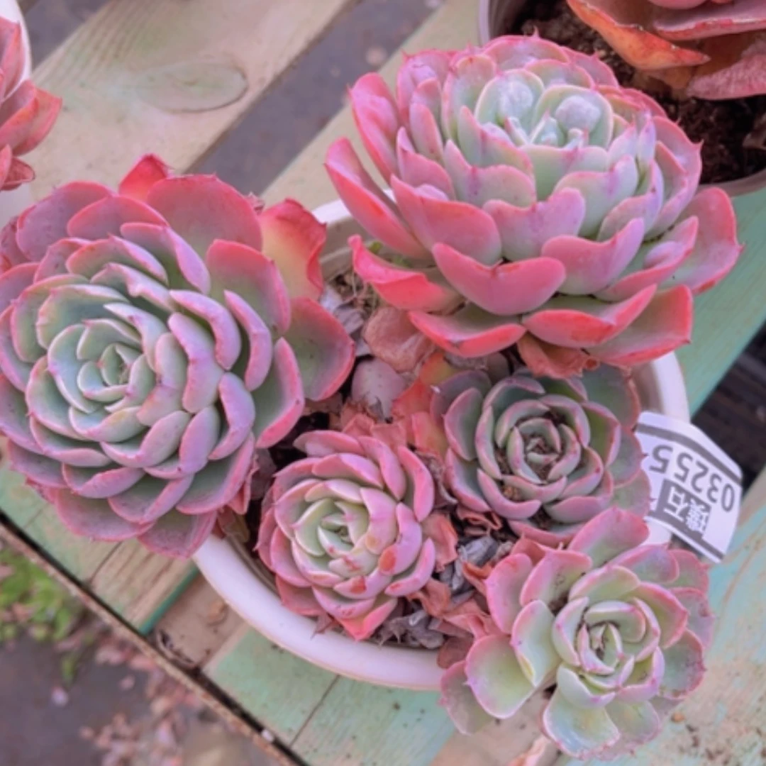 【闪购商品】雨滴03255