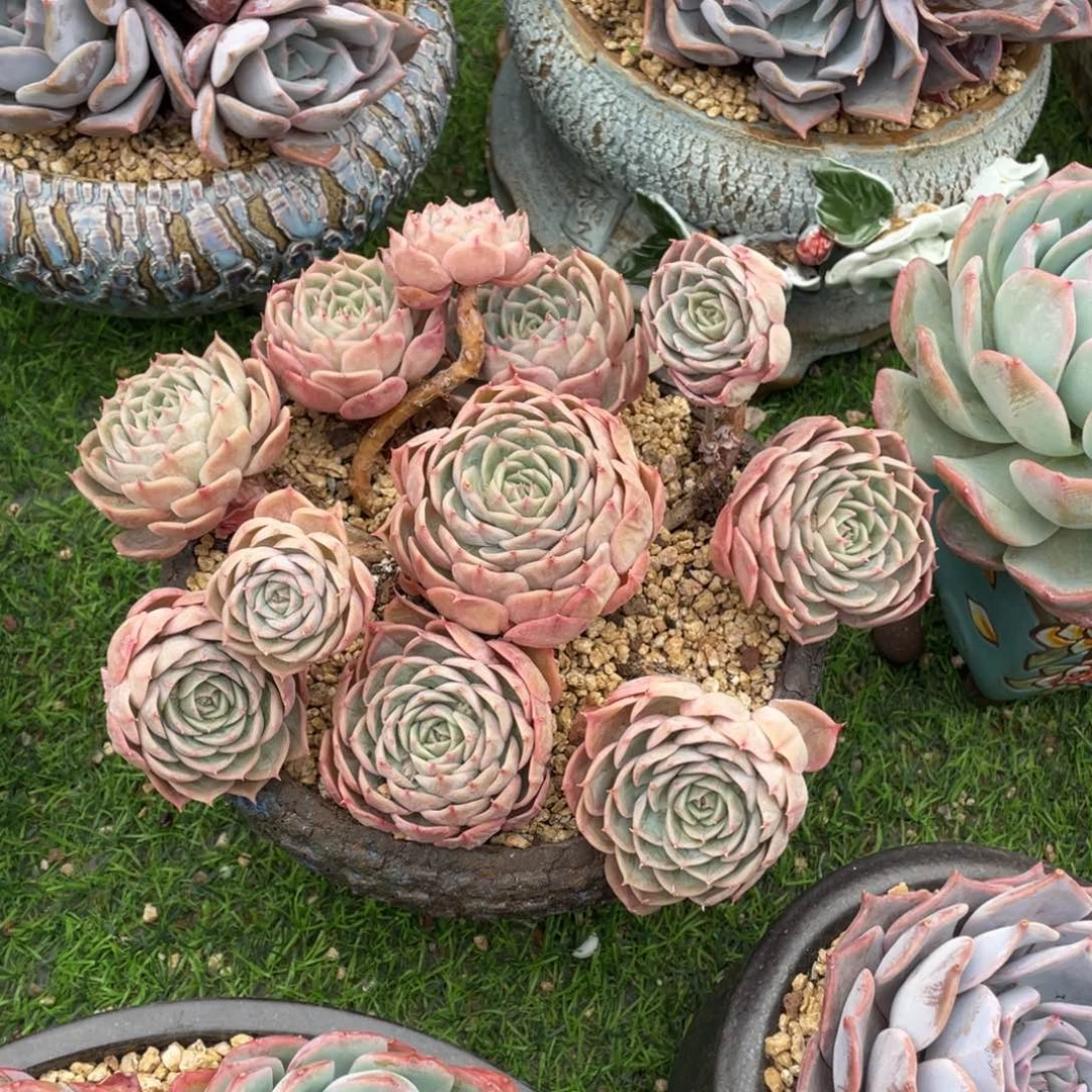 豆总多肉昂斯诺群