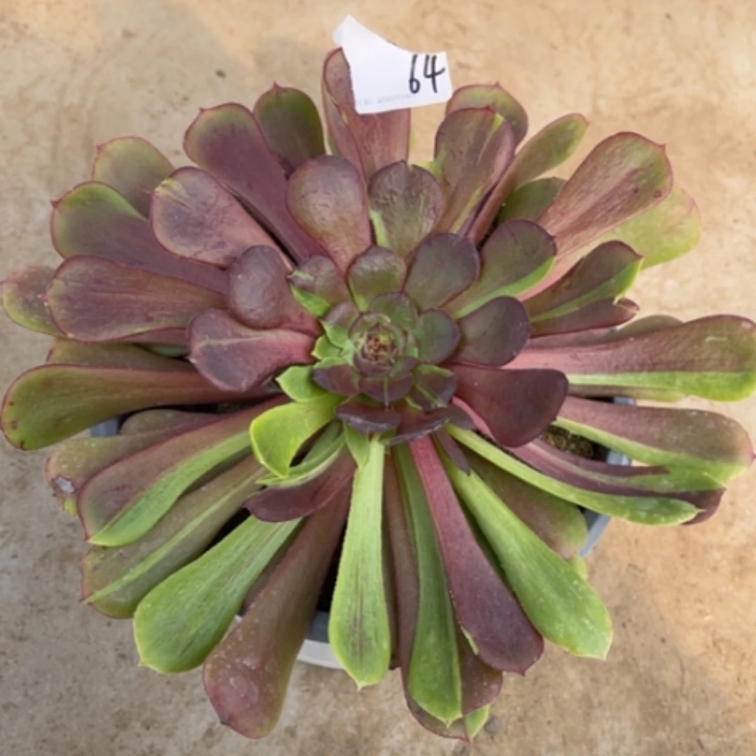 【闪购商品】64花脸多法师