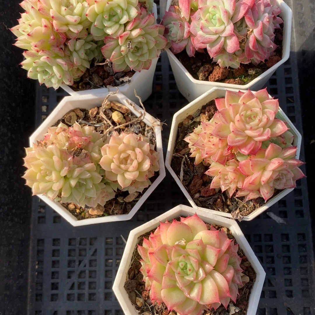 1208-43 套餐一组