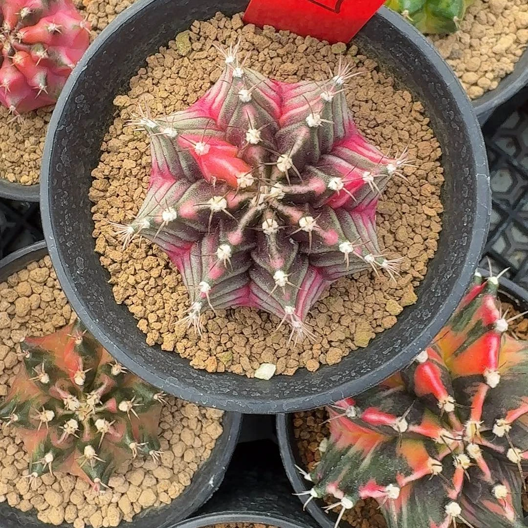 L501-1121广东发货