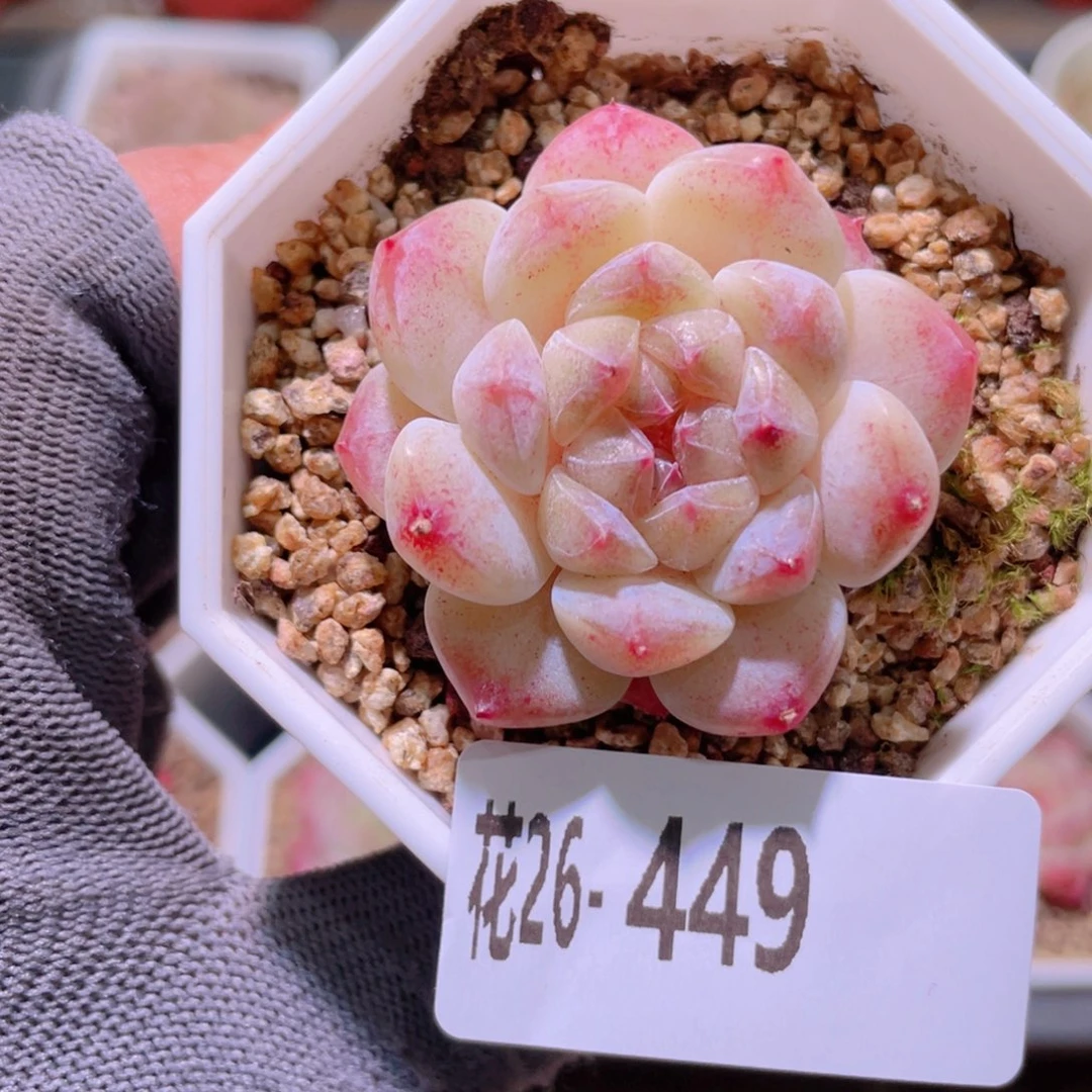 花利美26-449秘境冰魄