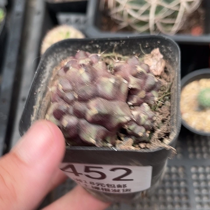 452仙人球开花植物
