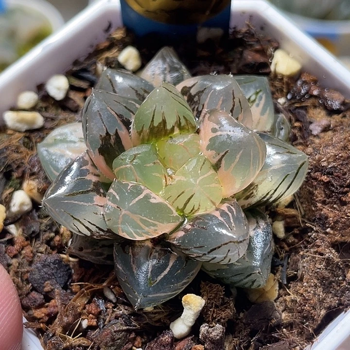 753OM玉露锦特选福利