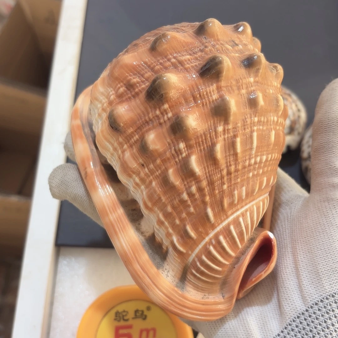 L***鱼天然海螺特价福利不退不换