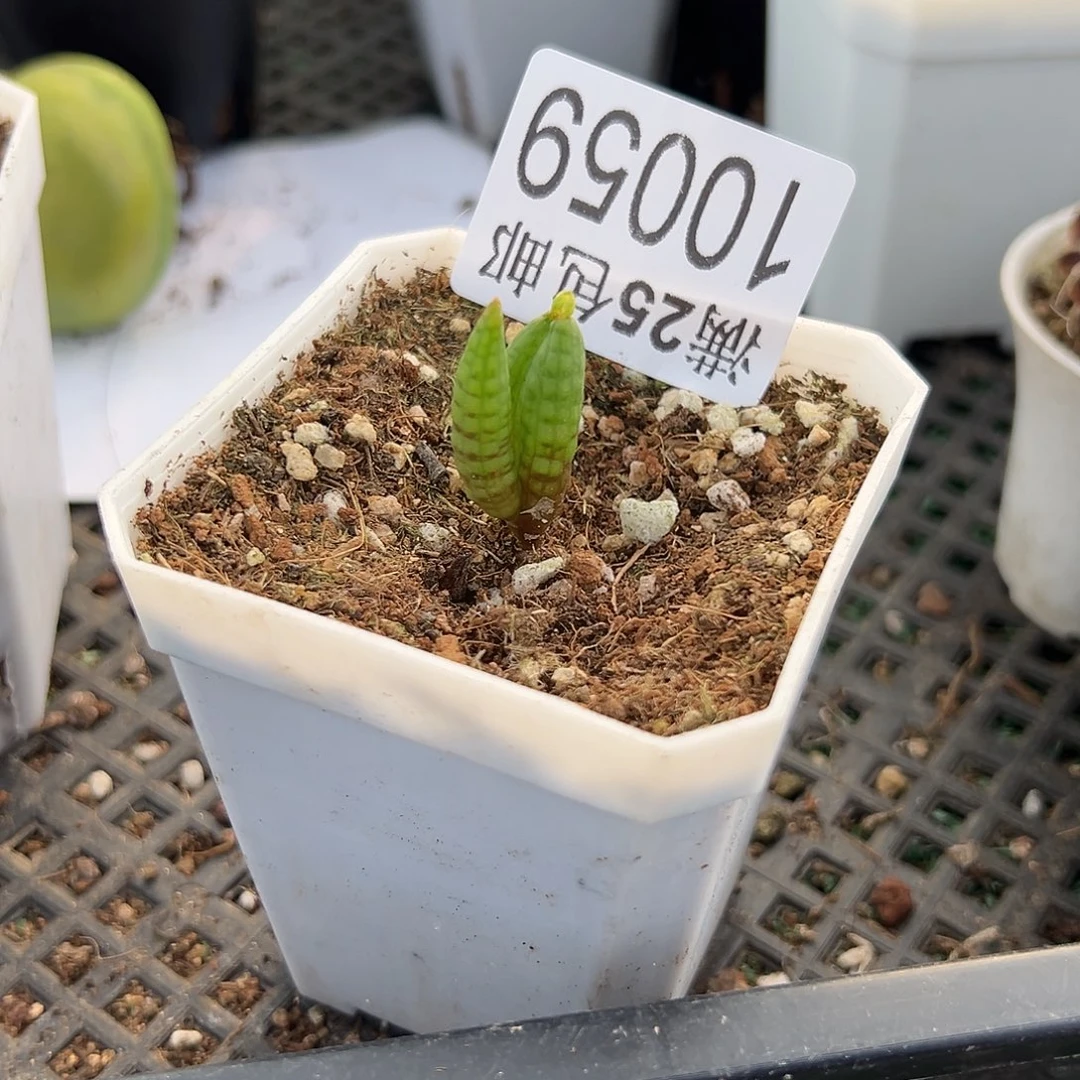 环尾059，一物一拍带盆