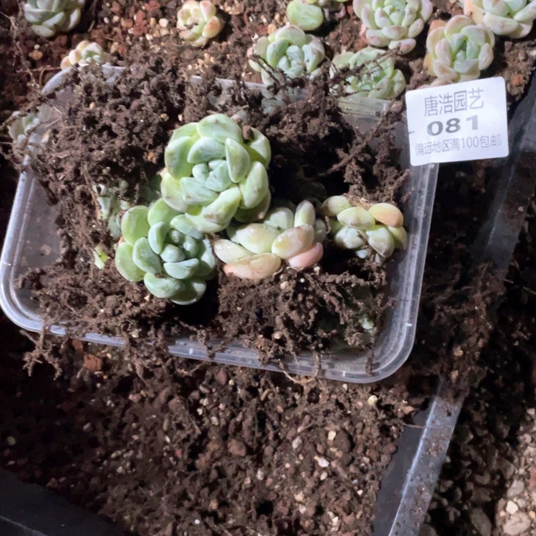 树****琥珀一物一拍081..