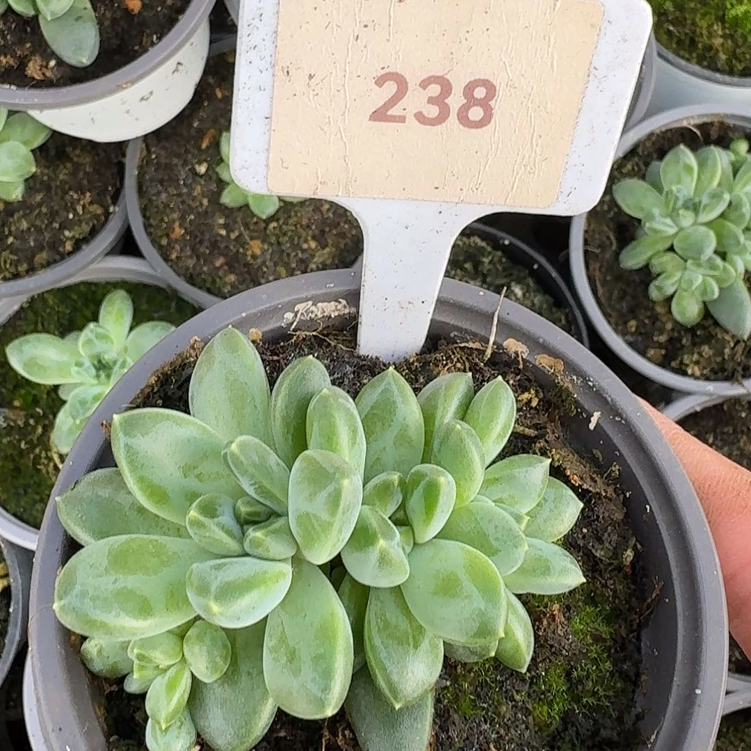 青花瓷1234567891011