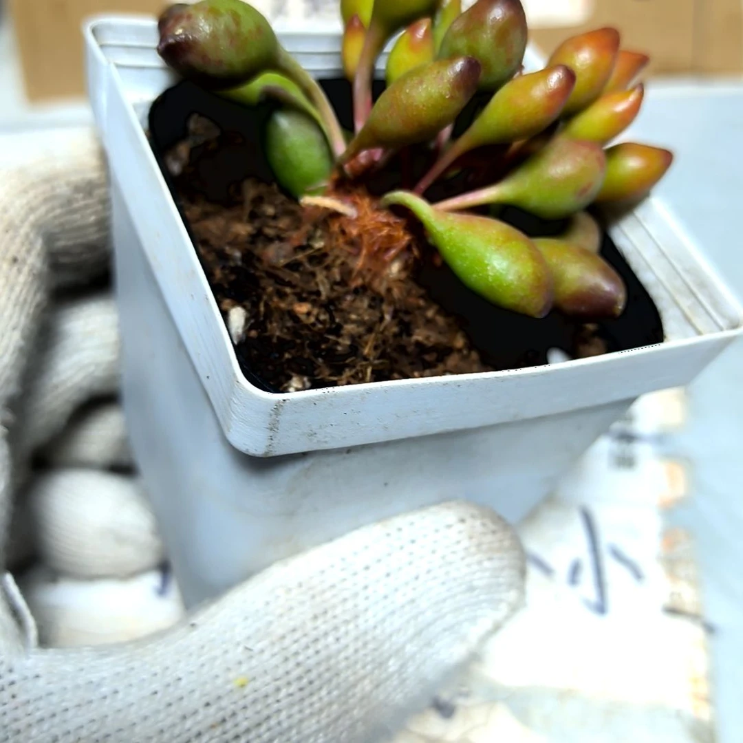 满9元包邮，鼓槌水泡老苗