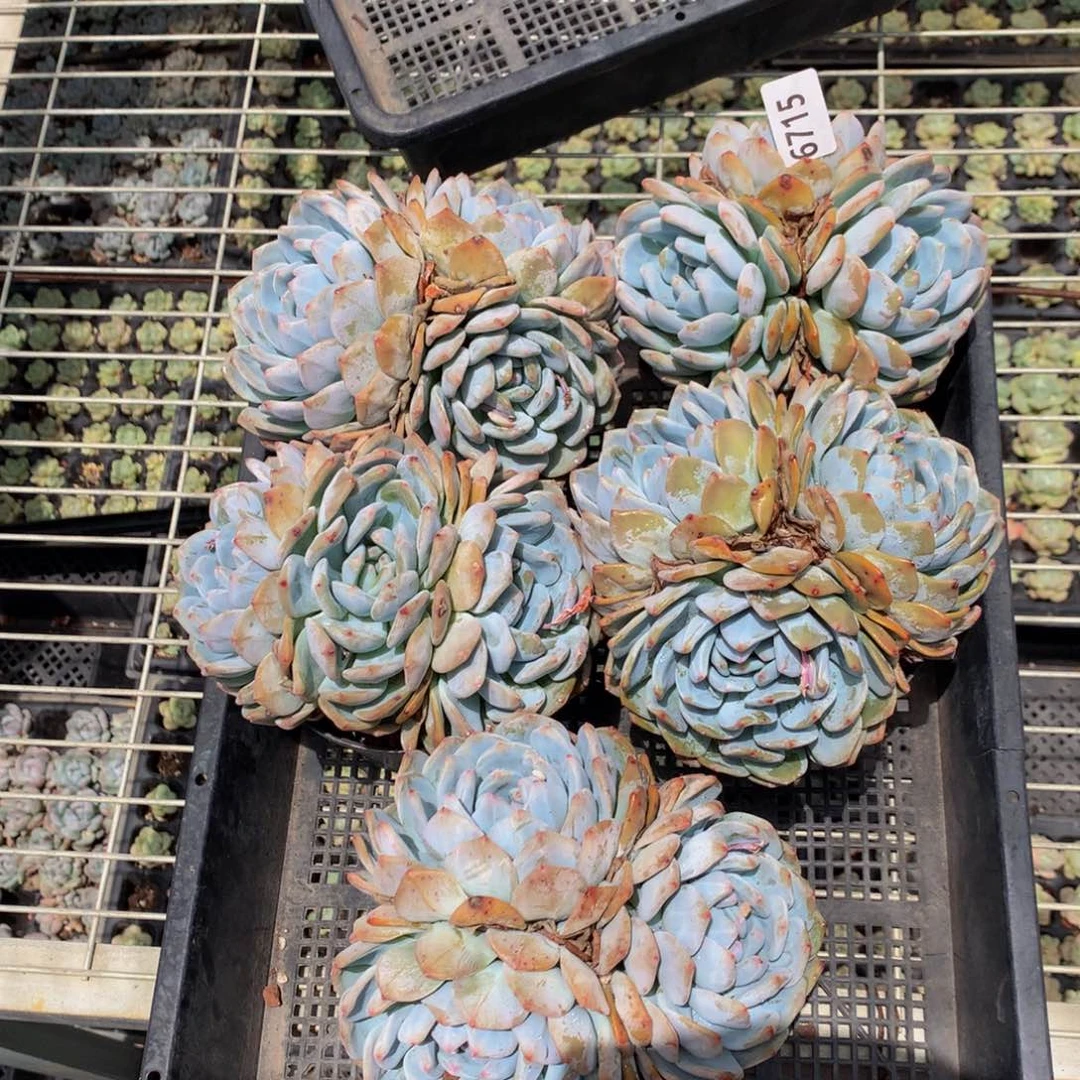 6715五个嗯嗯嗯嗯嗯好喜欢你