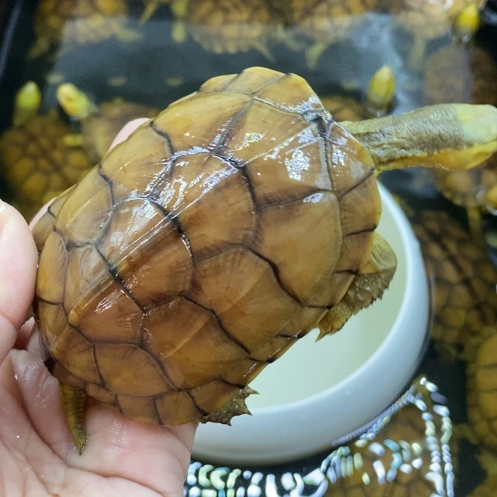 一***升母绿毛龟12345678