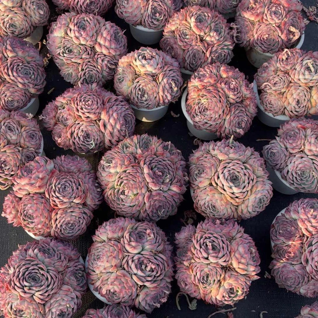 云舍多肉新年福利-180侧影