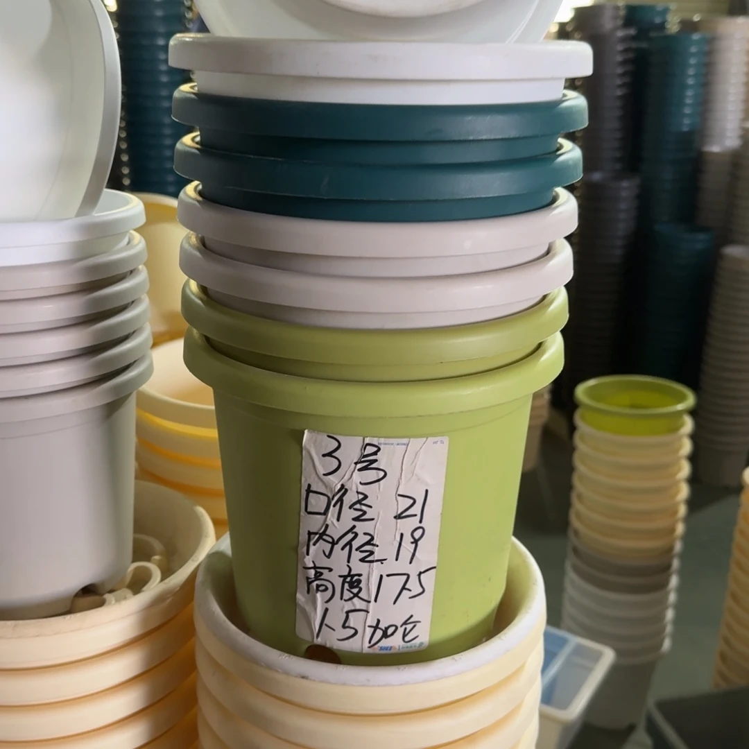 四季3#口径21无拖果绿10个