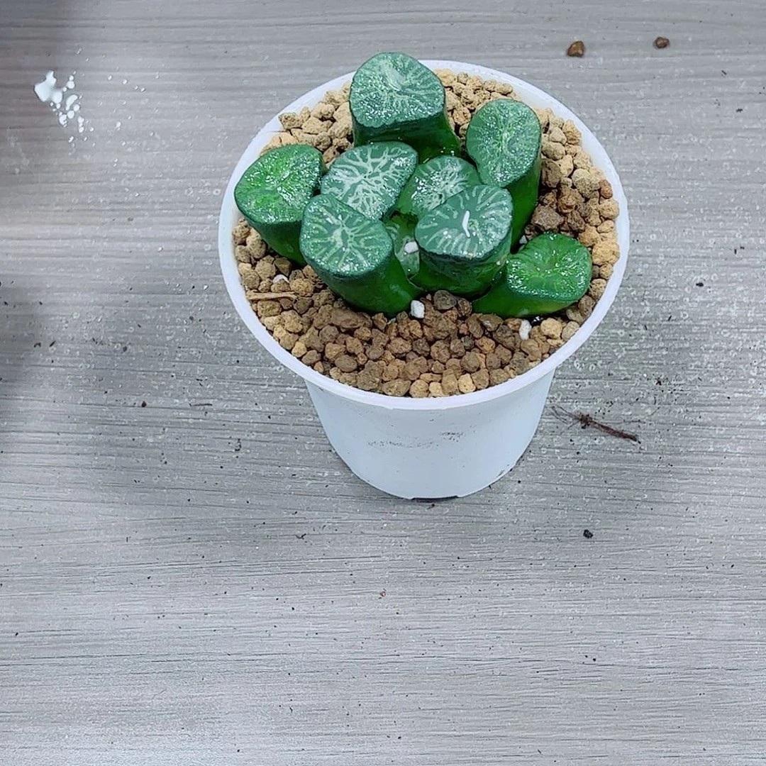 翡翠龙万象一勿一拍