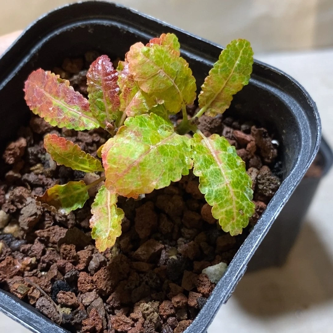 变异株娜娜乳香实生带盆