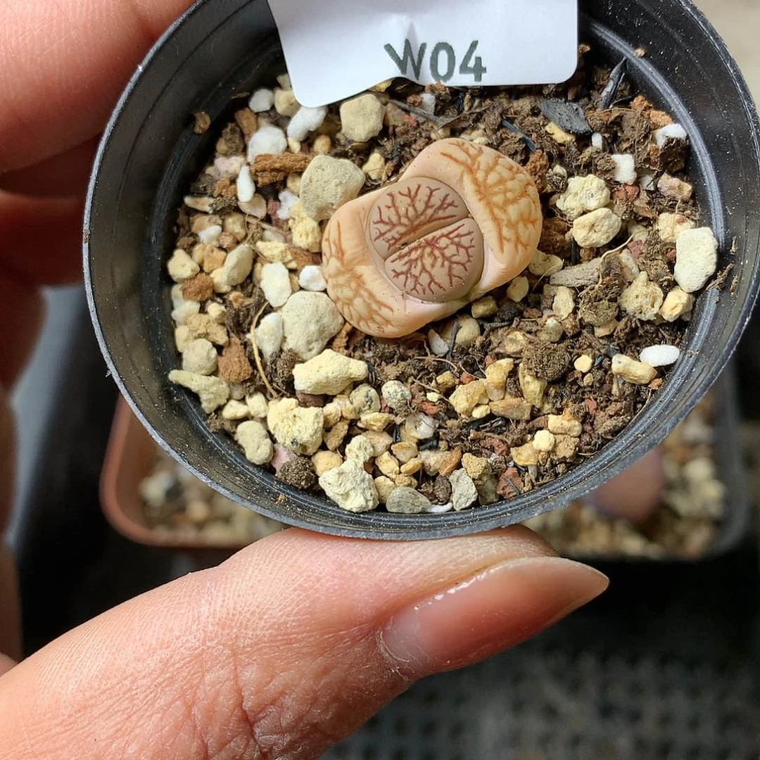 W04多肉植物保护研究所
