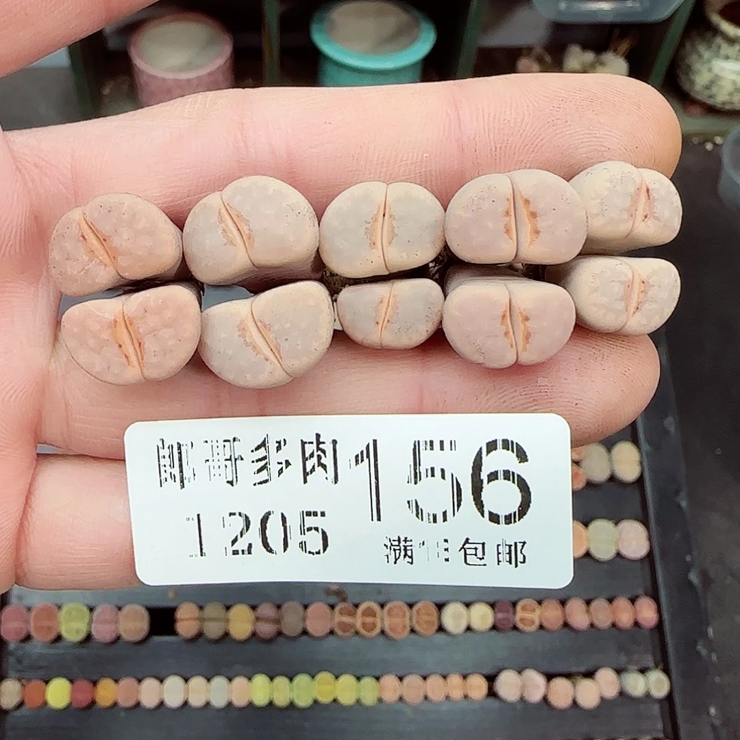 满满18保佑1205-156